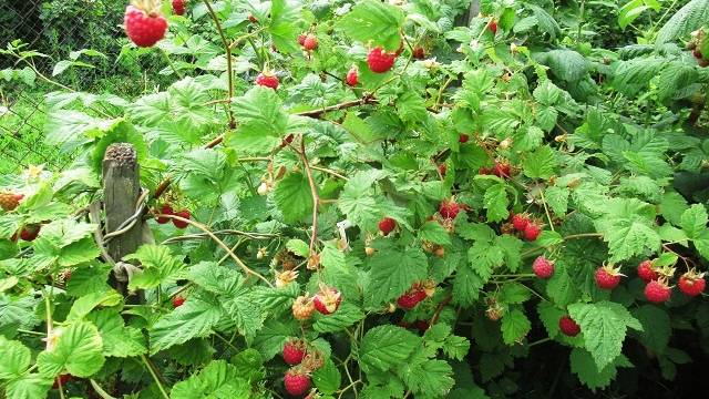 Малина в июле обязательно ли подкармливать во время сбора урожая