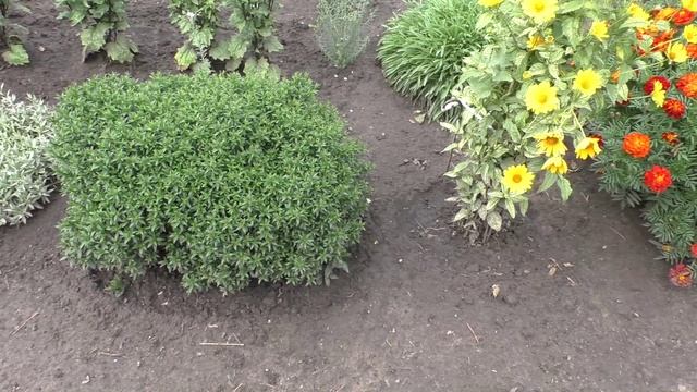 Соседский котик попытался поохотиться на наших друзей воробьев