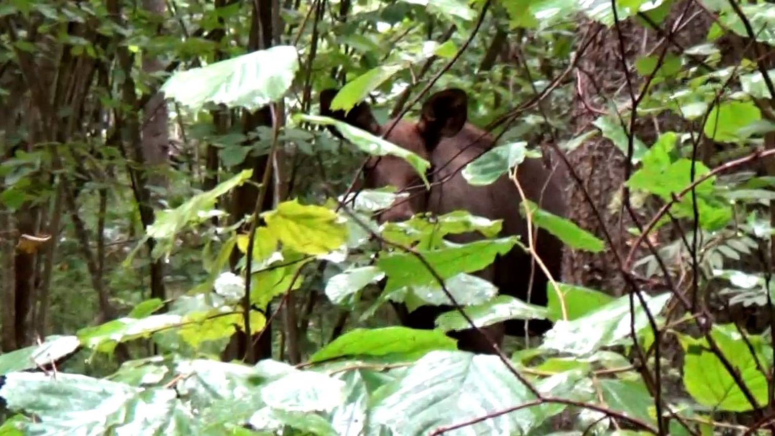 Лосята в лесу