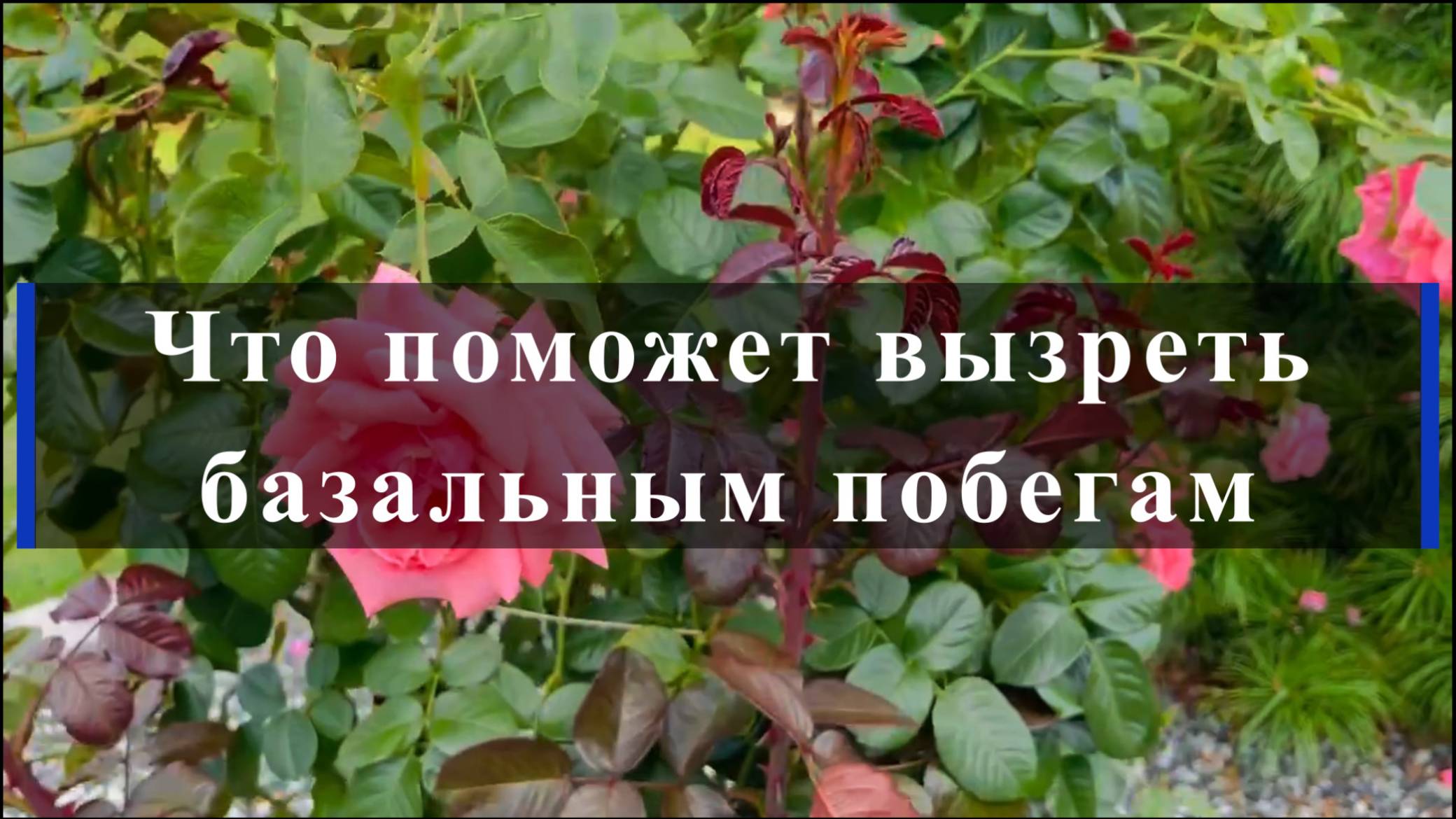 Что поможет вызреть базальным побегам