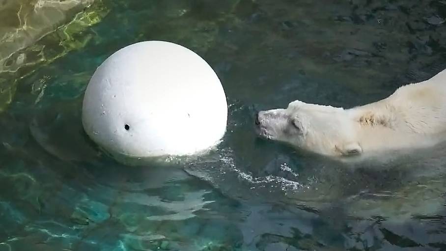 Белый медведь Кай устроил настоящий праздник для души! Плавание, любимые игрушки и  водопад.