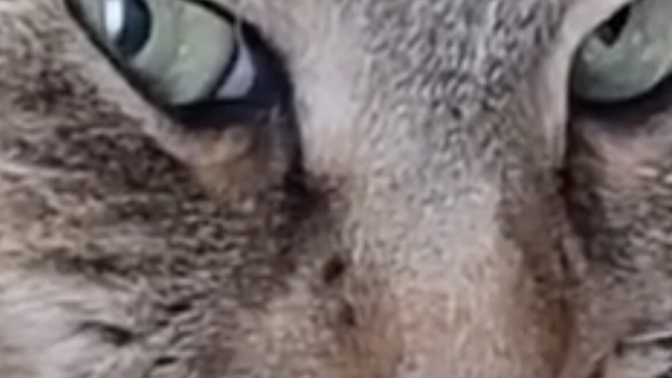 отпусти меня, отпусти.....!!!!