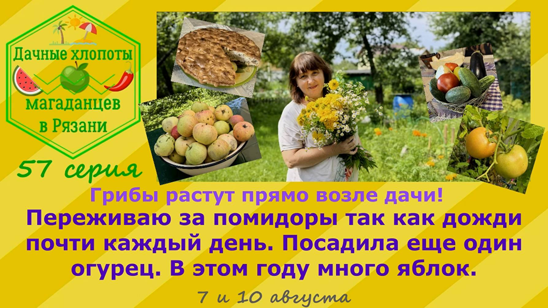Грибы возле дачи.Переживаю за помидоры так как дожди идут почти каждый день.В этом году много яблок
