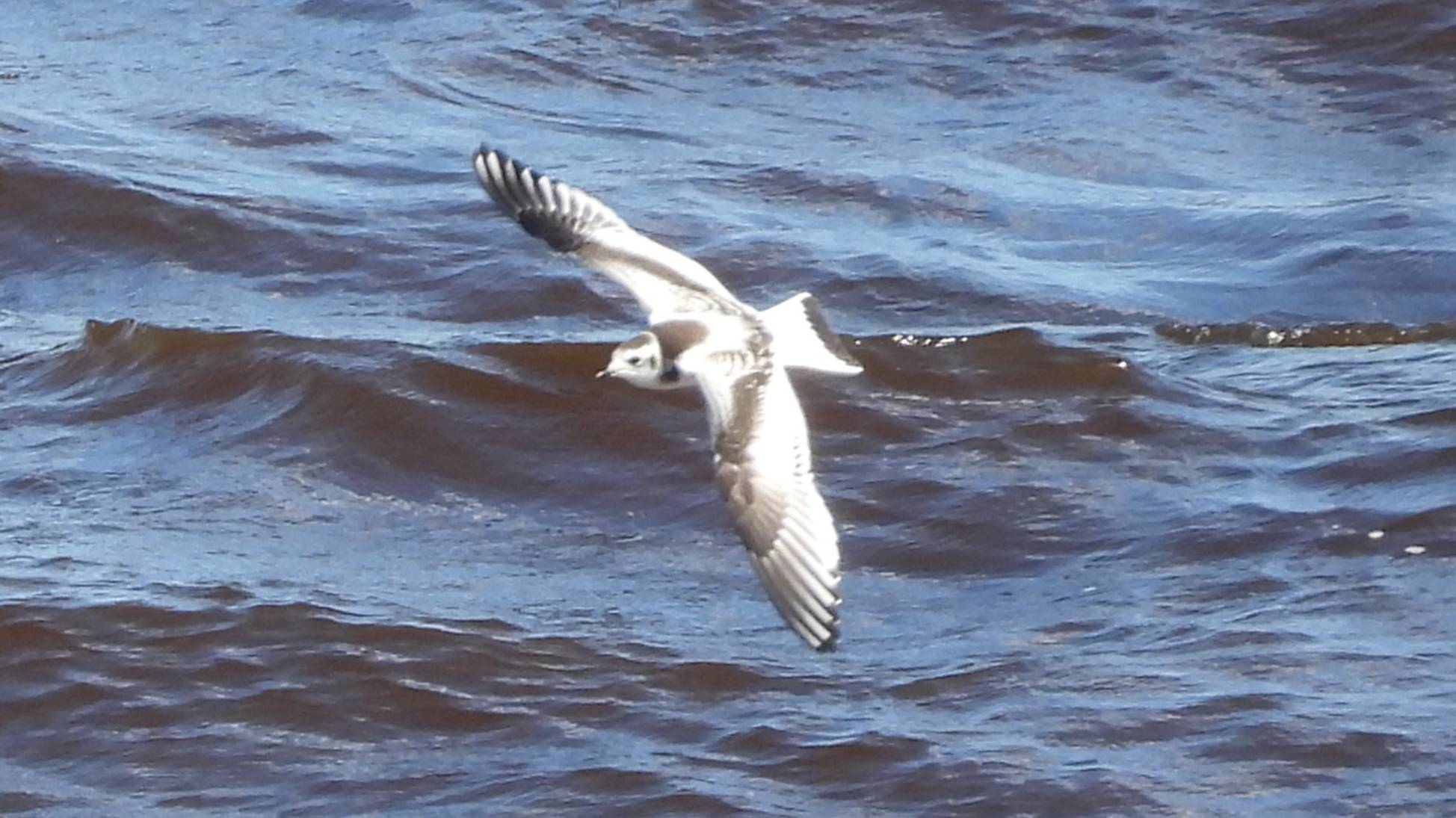 Красная Книга РФ. Малая Чайка, наблюдение птиц в Великом Новгороде, 14 августа 2025