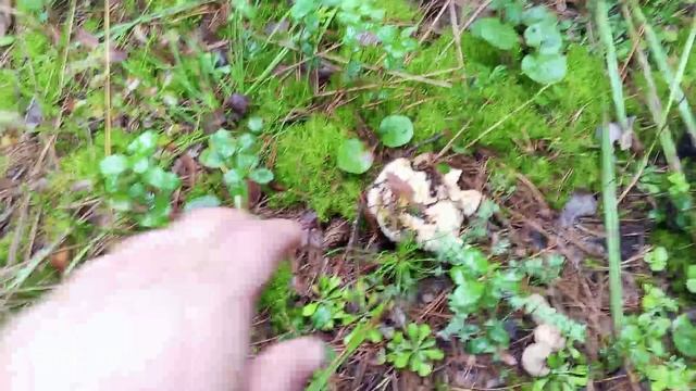 Поход в сосновый бор за грибами.