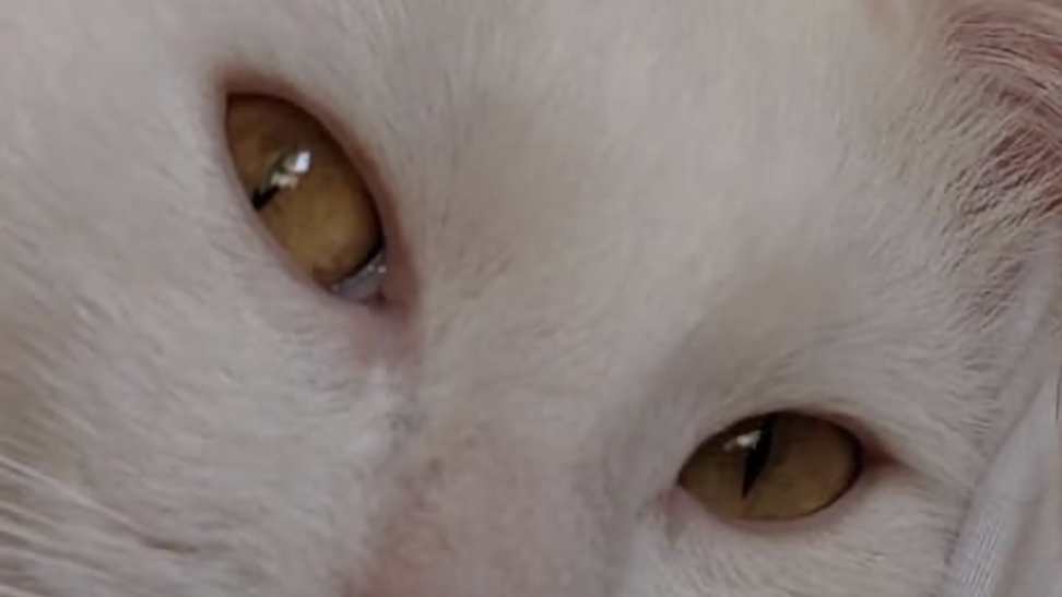 а какова красота