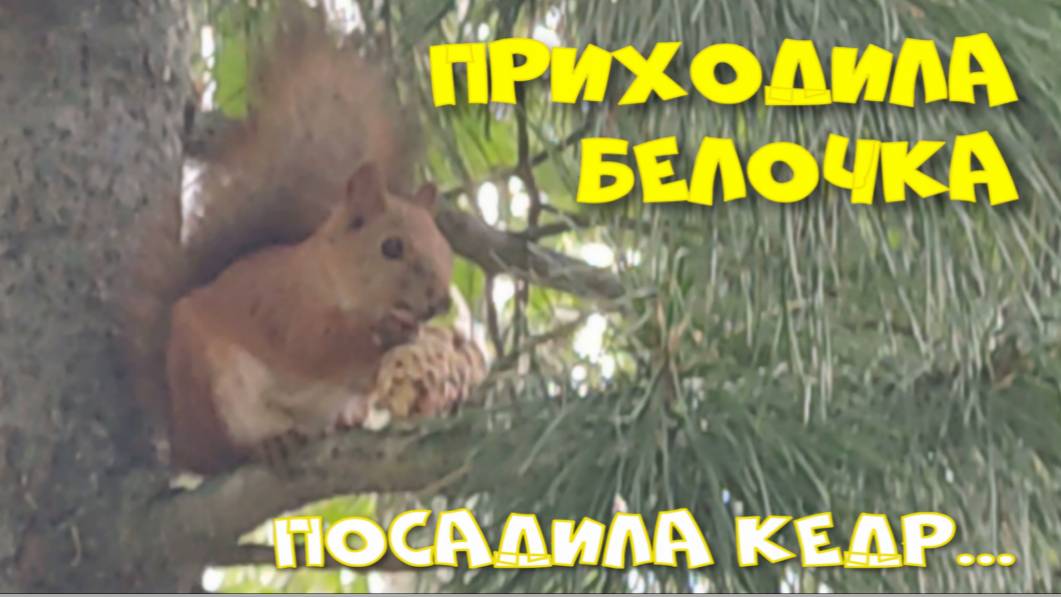 ПРИХОДИЛА БЕЛОЧКА. ПОСАДИЛА КЕДР.