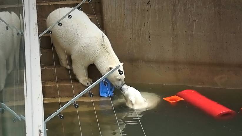 Медвежата Белка и Стрелка поцеловались и  разошлись! Одна пошла гулять, а вторая плавать с игрушками