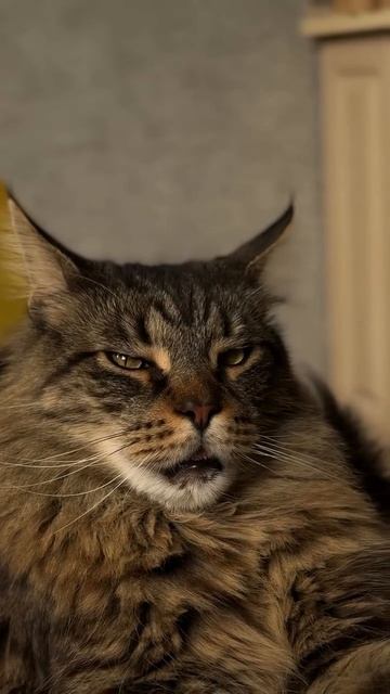 Итальянская титулатура Котов