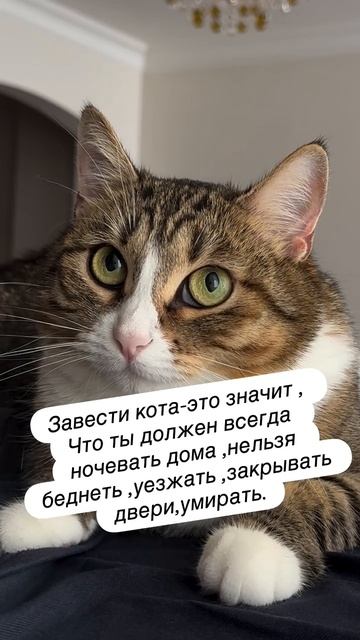 чего нельзя делать, если у тебя кот