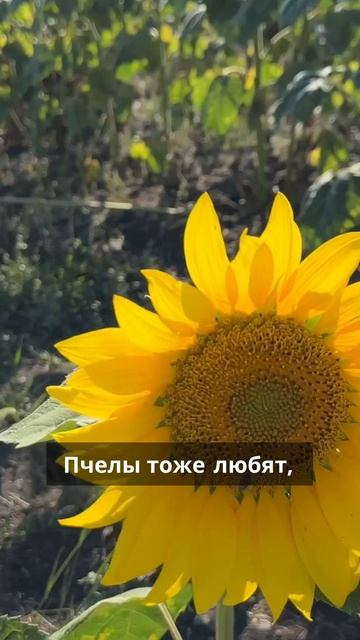По дороге из Москвы в Анапу 🌻
