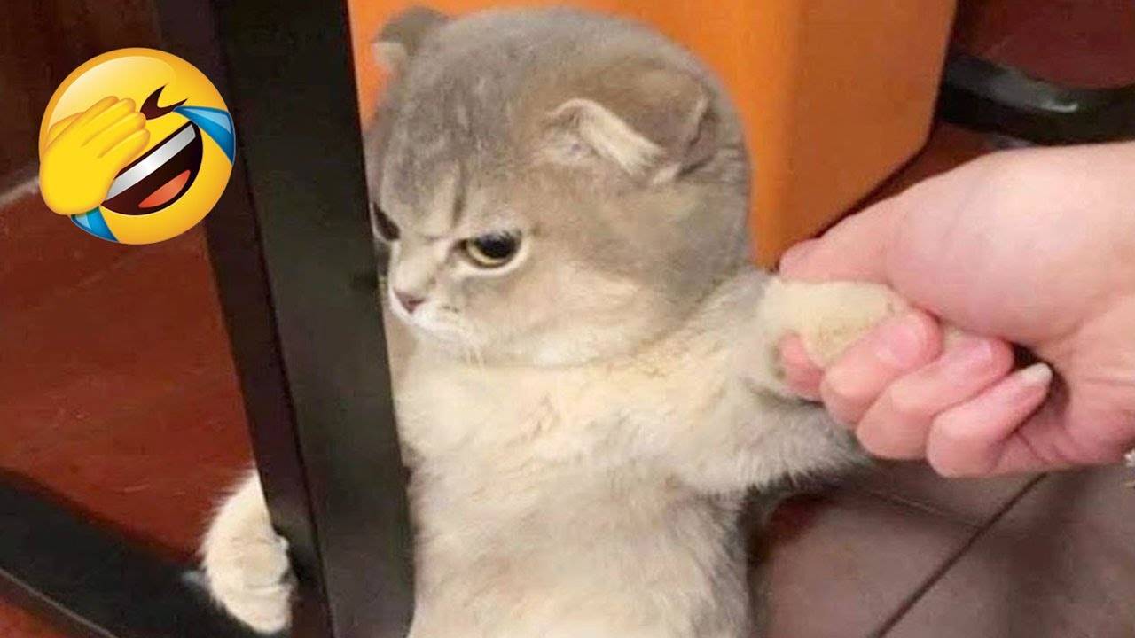 Смешные Кошки-Коты 2025 😸Лучшие приколы с кошками и Животными😸 Кошки😸 Животные- Смешное видео!