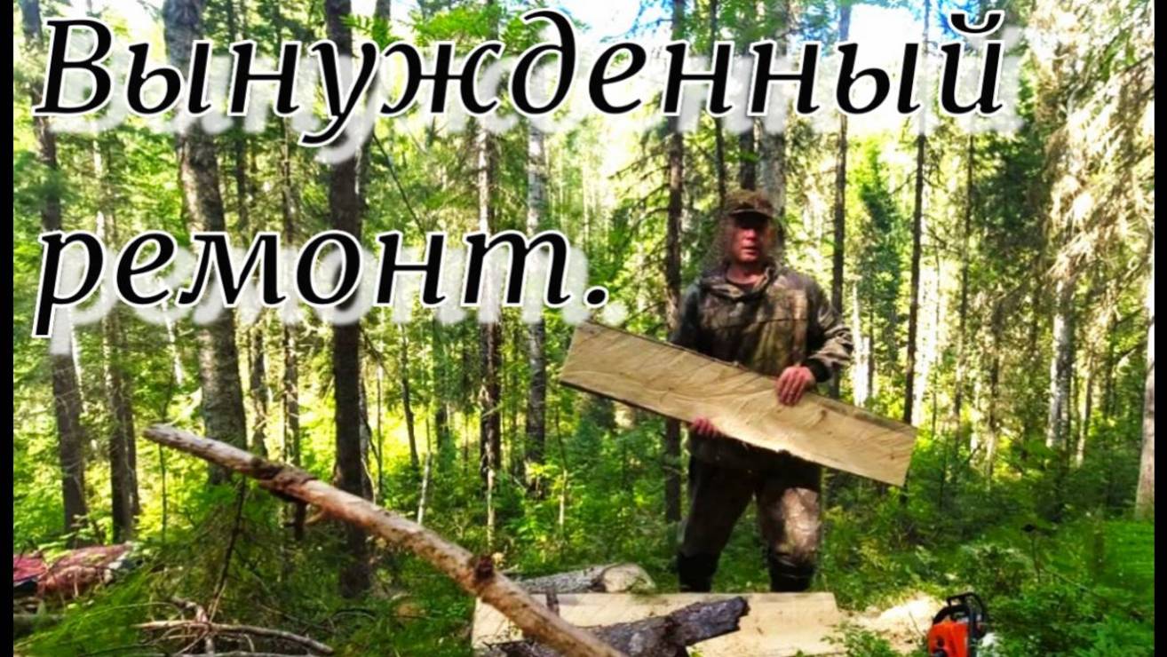 Дошёл до ближней избы медведь похозяйничал требуется ремонт не хватило масла для пилы в тайге +28