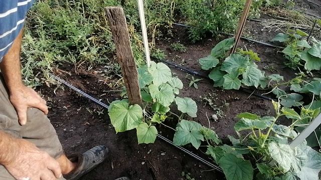 ВТОРИЧНО ПОСАЖЕННЫЕ ОГУРЦЫ В ИЮЛЕ, ДАЮТ ПЛОДЫ.