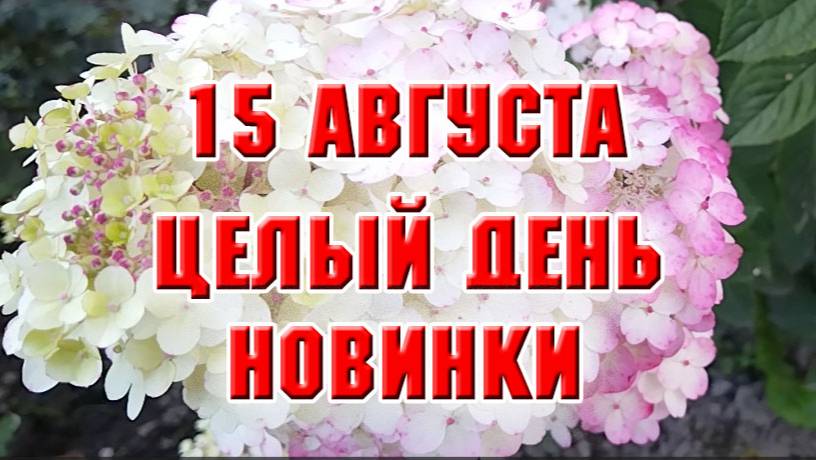 15 августа. Целый день новинки