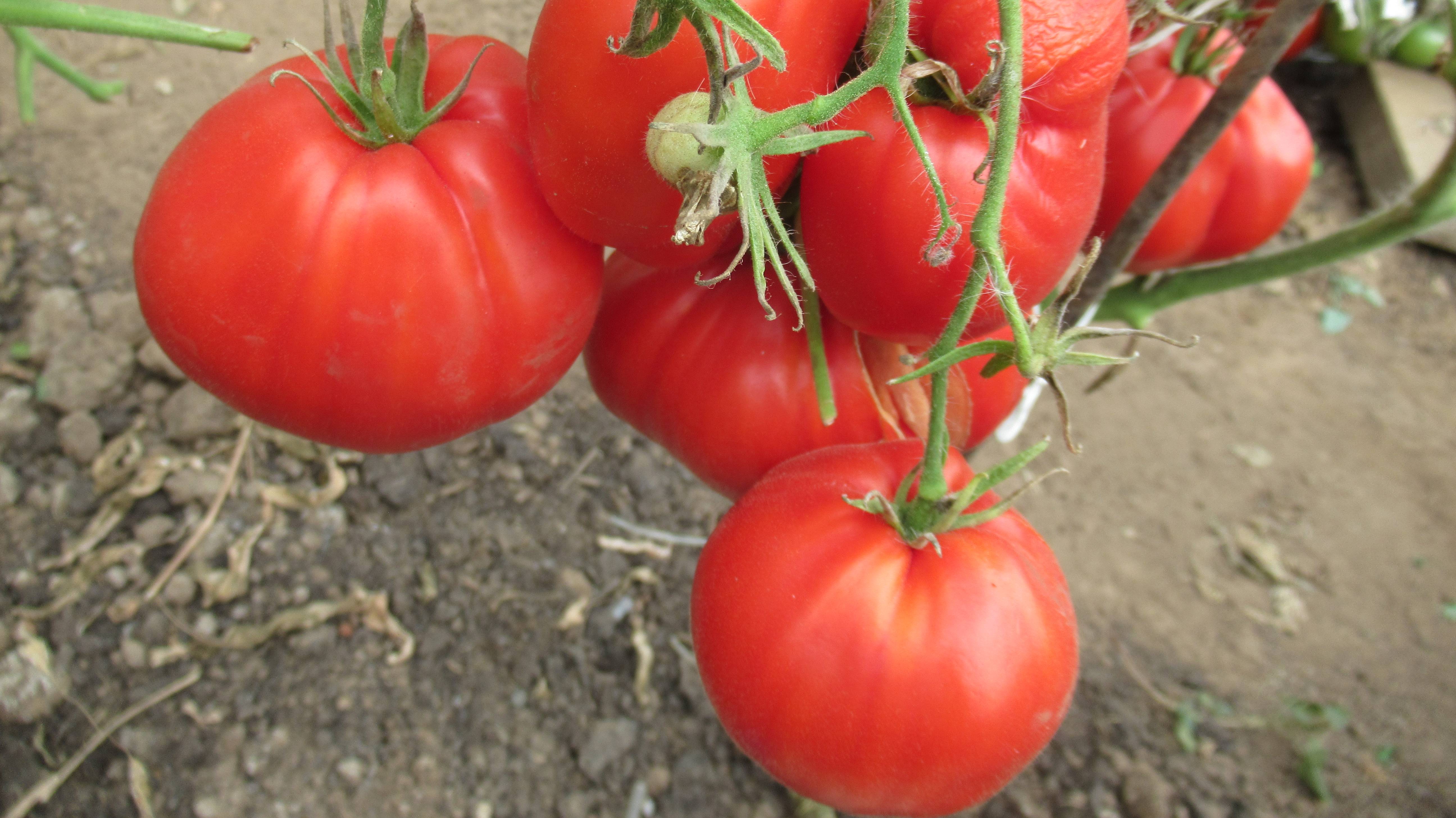 Урожайный томат Фрекен Бок в теплице 1 августа 2025 г