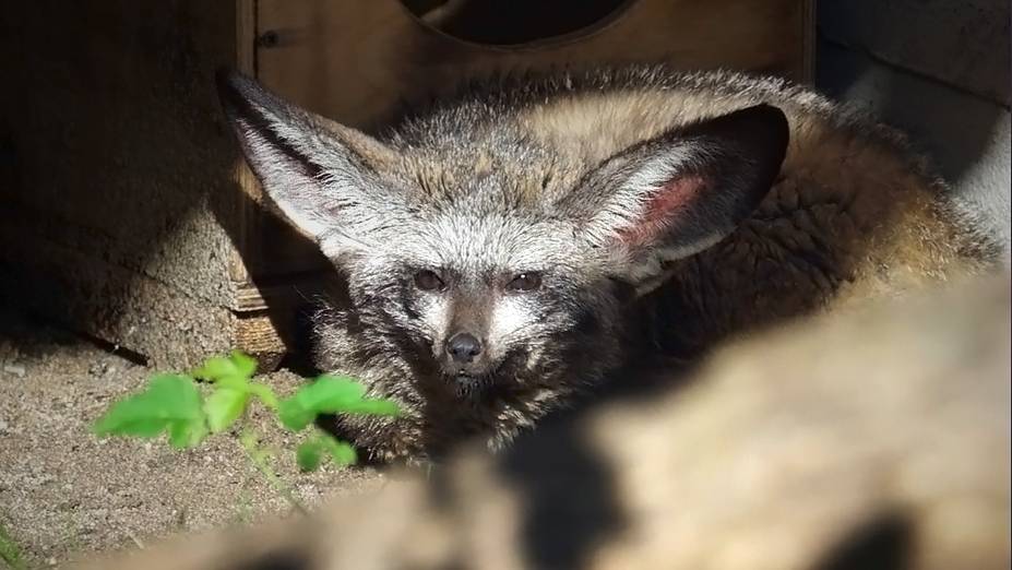 Знакомимся с новыми животными  зоопарка: большеухая лисица, масковая пальмовая цивета и кинкажу.
