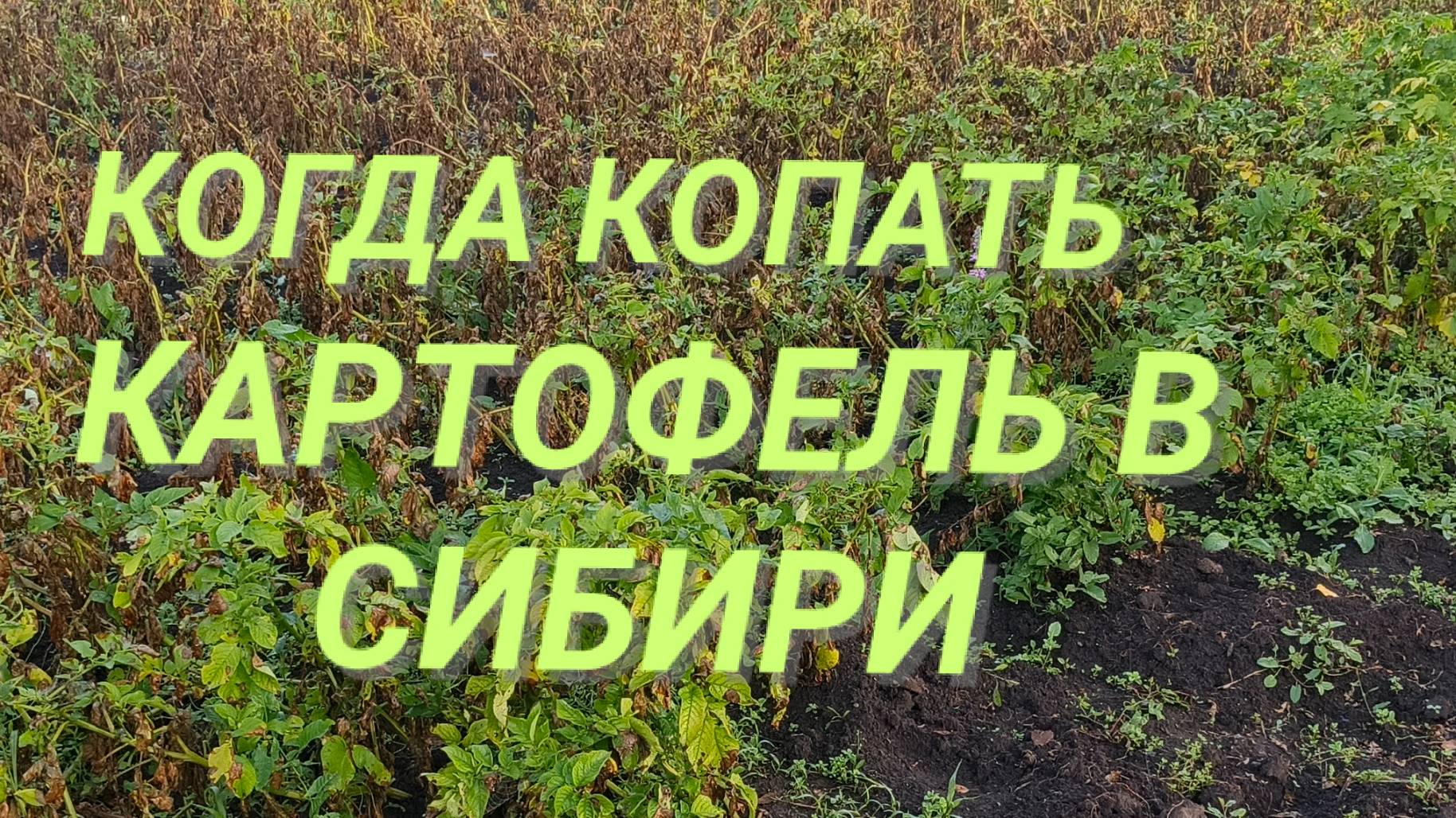 Когда выкапывать картофель в Сибири