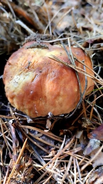 Не пора ли за грибами