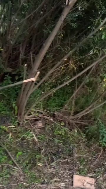 Вот такая вот Фигня получается