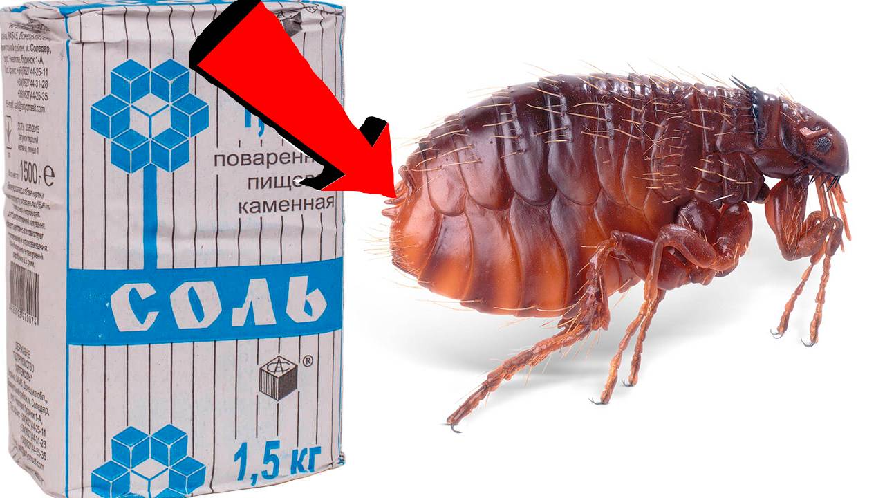 Как избавиться от блох в квартире  За 3 минуты!!!