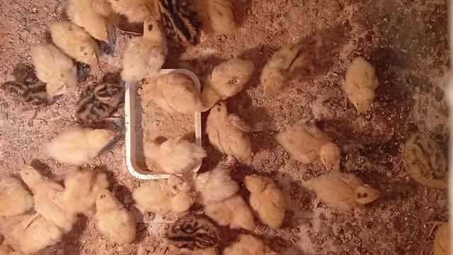 Перепелята, ЛитРес, планы.