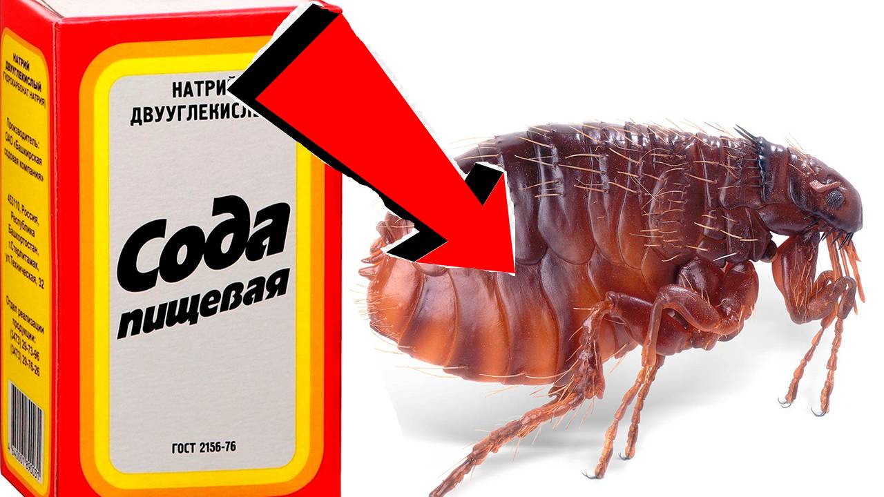 Как избавиться от блох в квартире За 3 минуты!