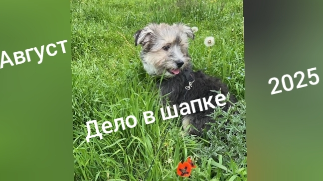 16-08-2025 ДЕЛО В ШАПКЕ/АВГУСТ 2025 НЕОБЫЧНЫЙ ЗАКАЗ
