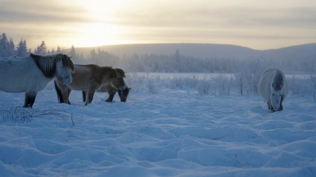 Самый холодный марафон в мире. Полюс Холода Оймякон, Республика Саха (Якутия)