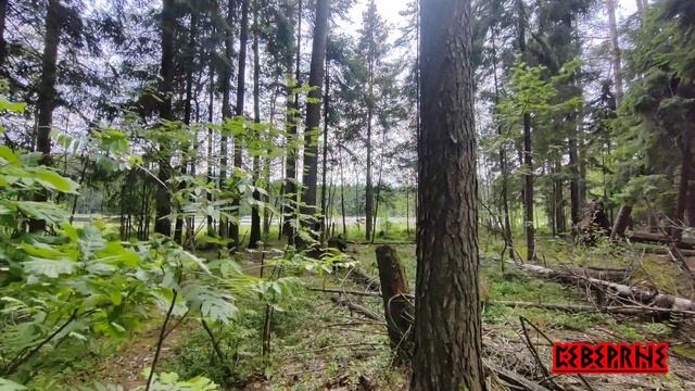 Лесной поход Северян🔥💪👍