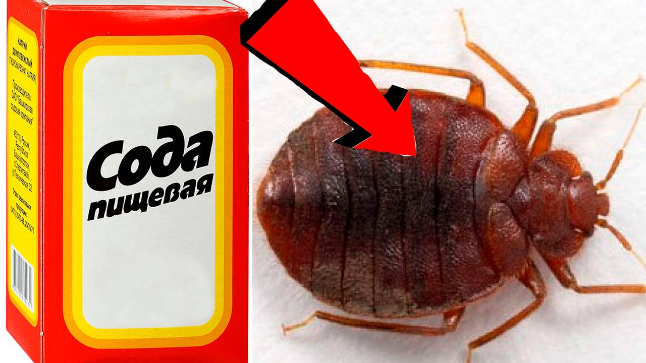 Как быстро избавиться от клопов в доме За 3 Секунды!..!..!