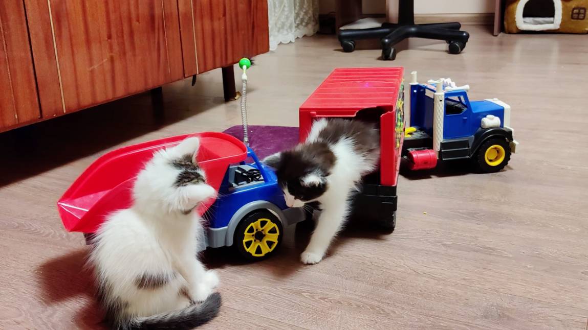 Котята, как и маленькие дети, играют с игрушками.