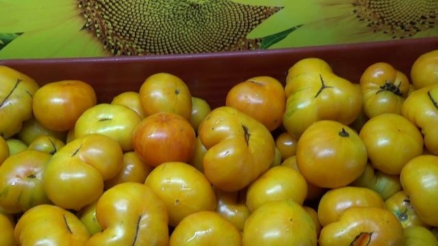 Новинки 2025 года. Томатный Гном Ниму вариегатный. Хорош по всем показателям!