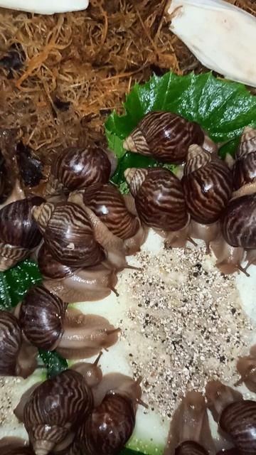 Ахатина иммакулята 17.08.25