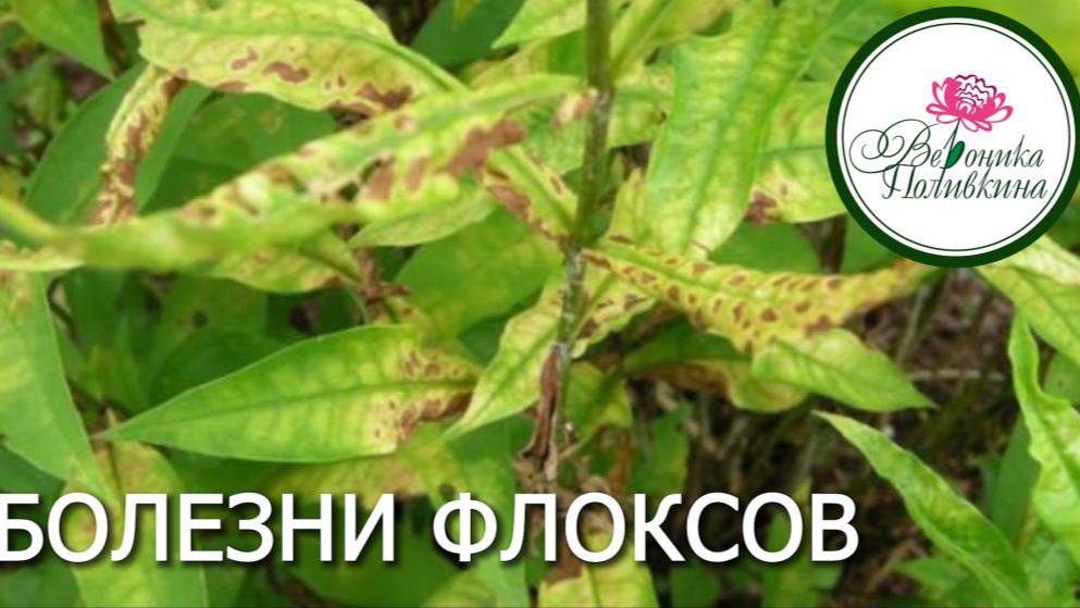 БОЛЕЗНИ ФЛОКСОВ И ИХ ЛЕЧЕНИЕ