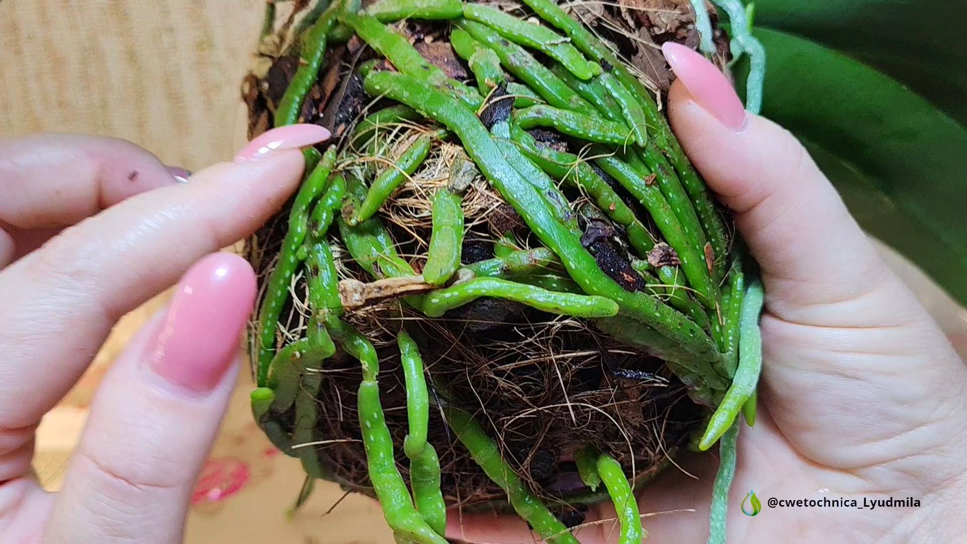 Пересадка орхидеи фаленопсис