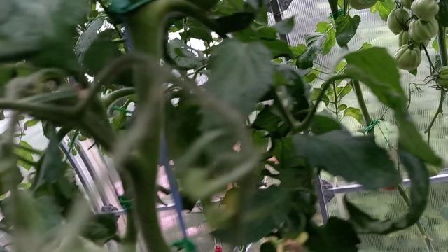 ОБЗОР ТОМАТОВ В ТЕПЛИЦЕ. КОНЕЦ АВГУСТА.