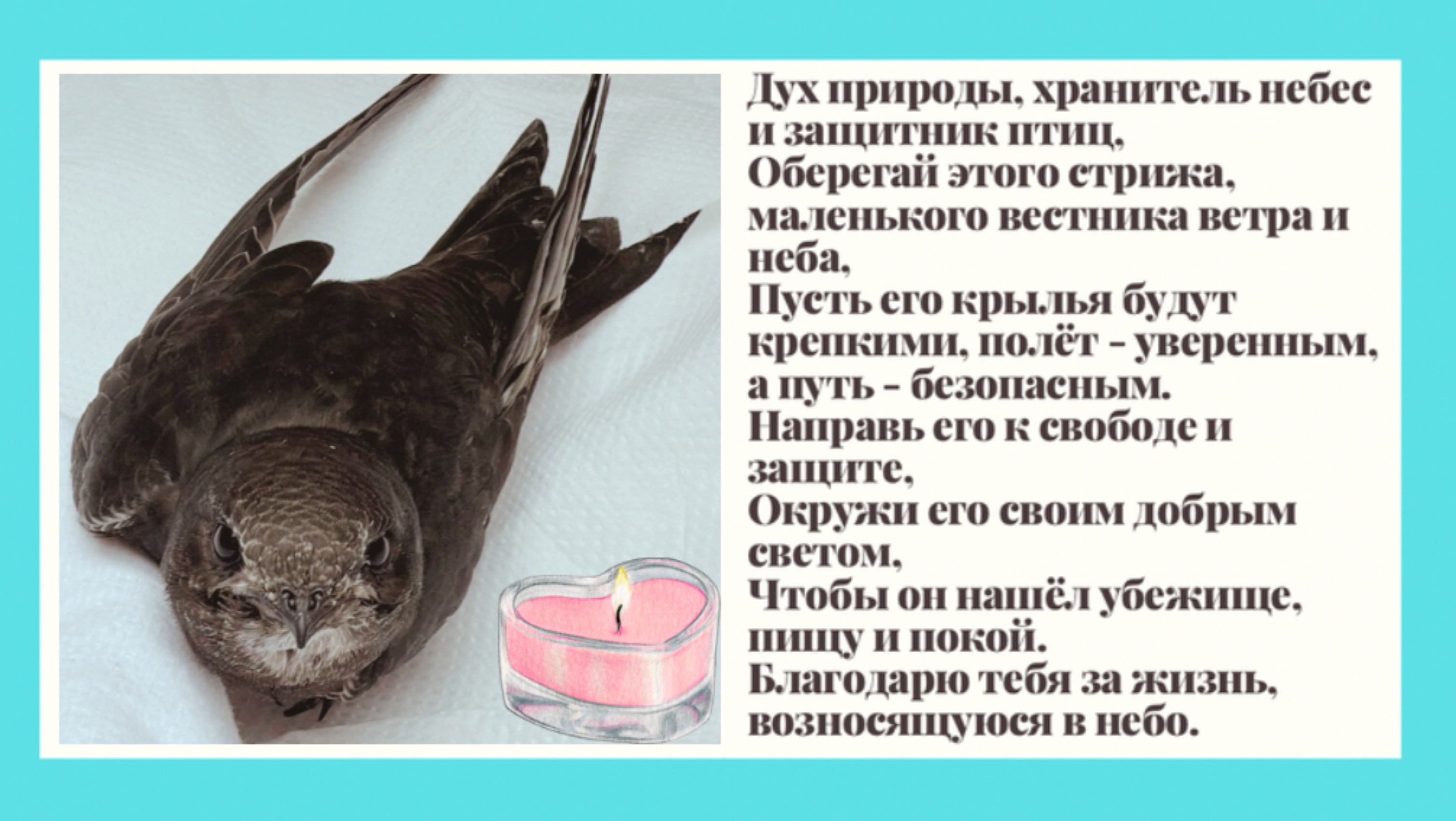 Стриж выпал из гнезда - наша история спасения и полёта