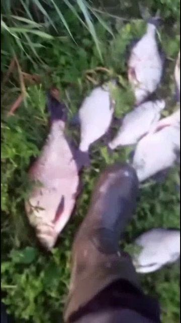 🌊 ( р.Томь) Кемерово + 🌊 Берчикуль 🤪 (2 рыбалки в одном видео).