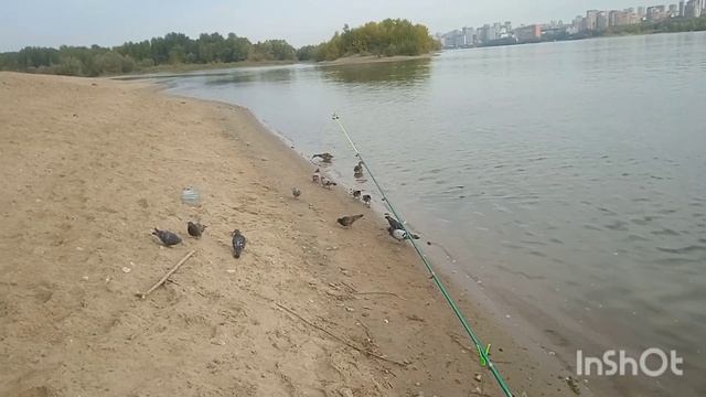 На малька, река Обь.