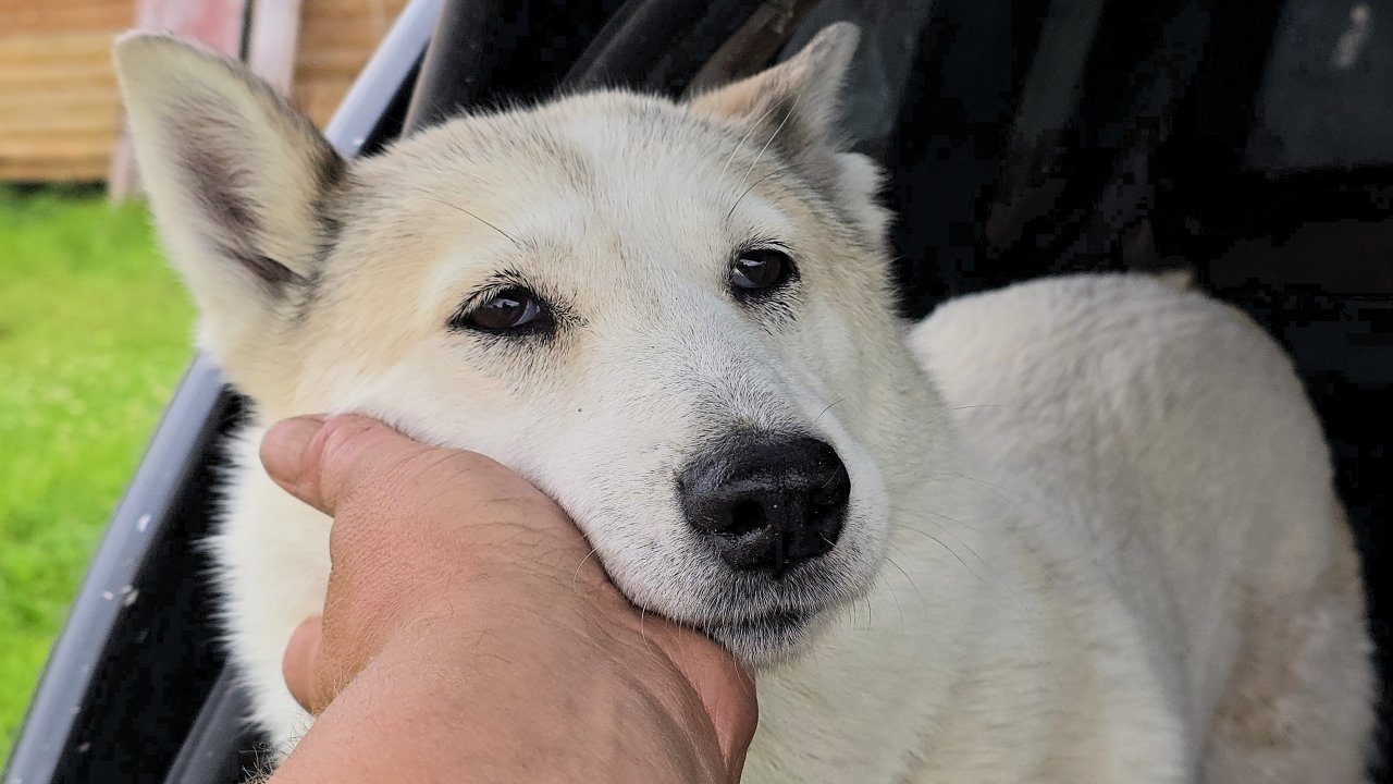 По хозяйству с утрв