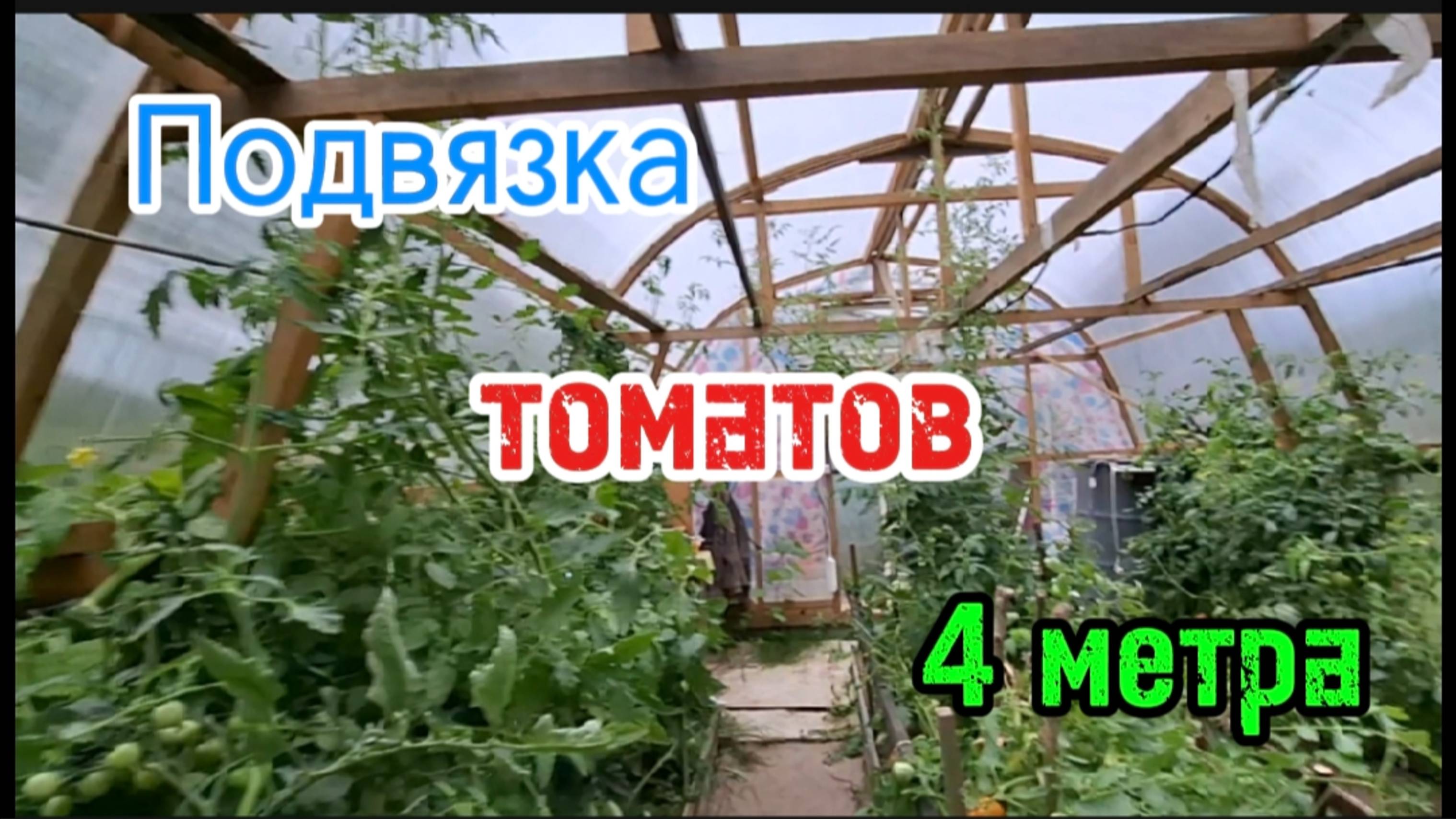 Томатный БУМ: Подвязка высокорослых и низкорослых томатов + Секрет полива в августе. Томаты 4 метра