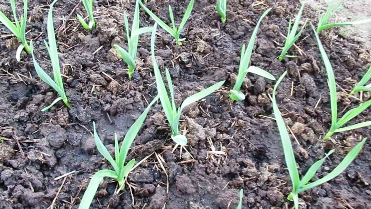 Какие удобрения важны для чеснока весной чтобы листья зеленели