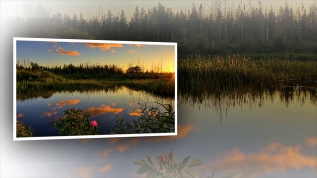 WaveWizzard - Whispiring Flowers