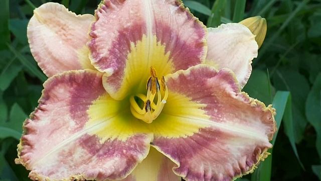 лилейник сеянец №430 (Vlasova' 2025)