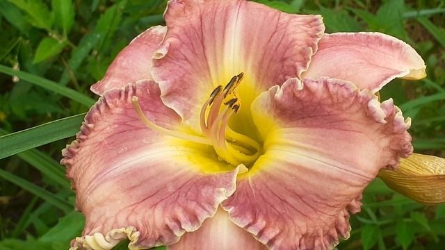 лилейник РУФАБГО (Vlasova' 2025)