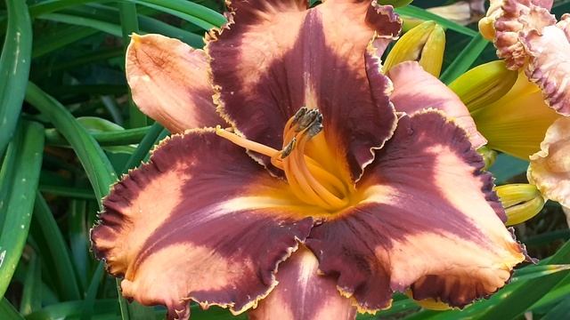 лилейник EXTRAVAGANT