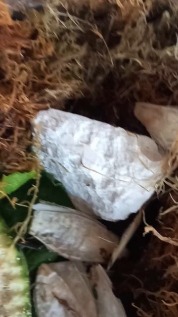 Результат за одну ночь 18.08.25 #ахатина_иммакулята