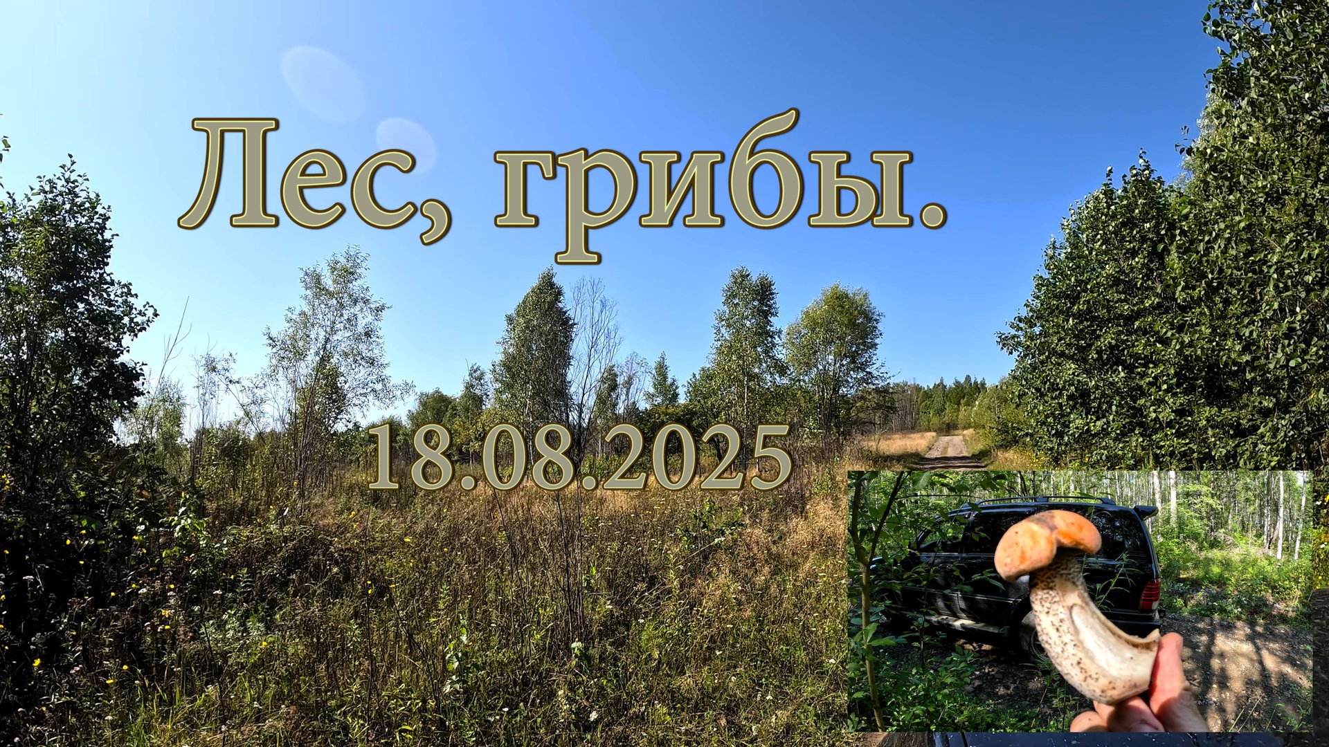 Лес, грибы 18.08.2025