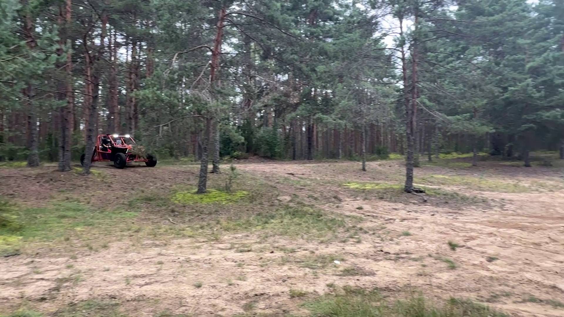 Багги в лесу